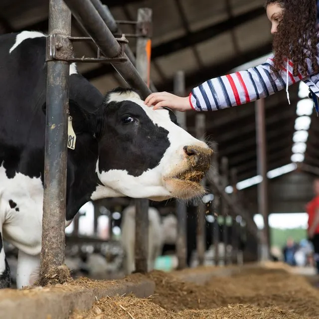 thumbnail for publication: Effects of Season of Birth on Dairy Cow Longevity in Florida